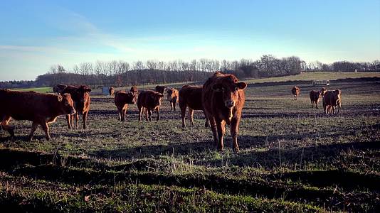 黄牛吃草牧场放牛养殖场实拍视频视频的预览图