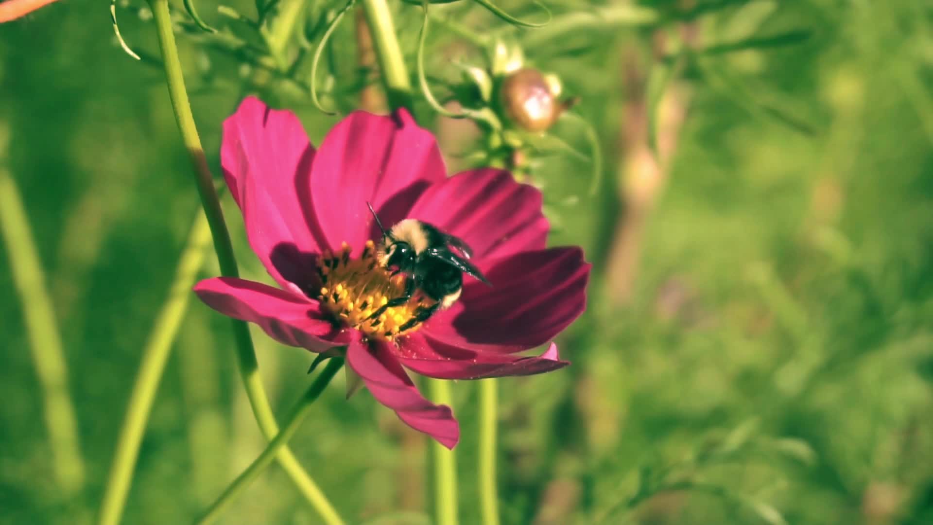 春天蜜蜂财迷花海花田草地实拍视频视频的预览图