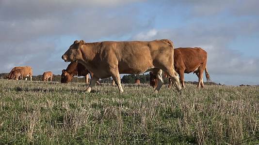 山坡牛牧场牛群牛吃草镜头特写实拍视频视频的预览图