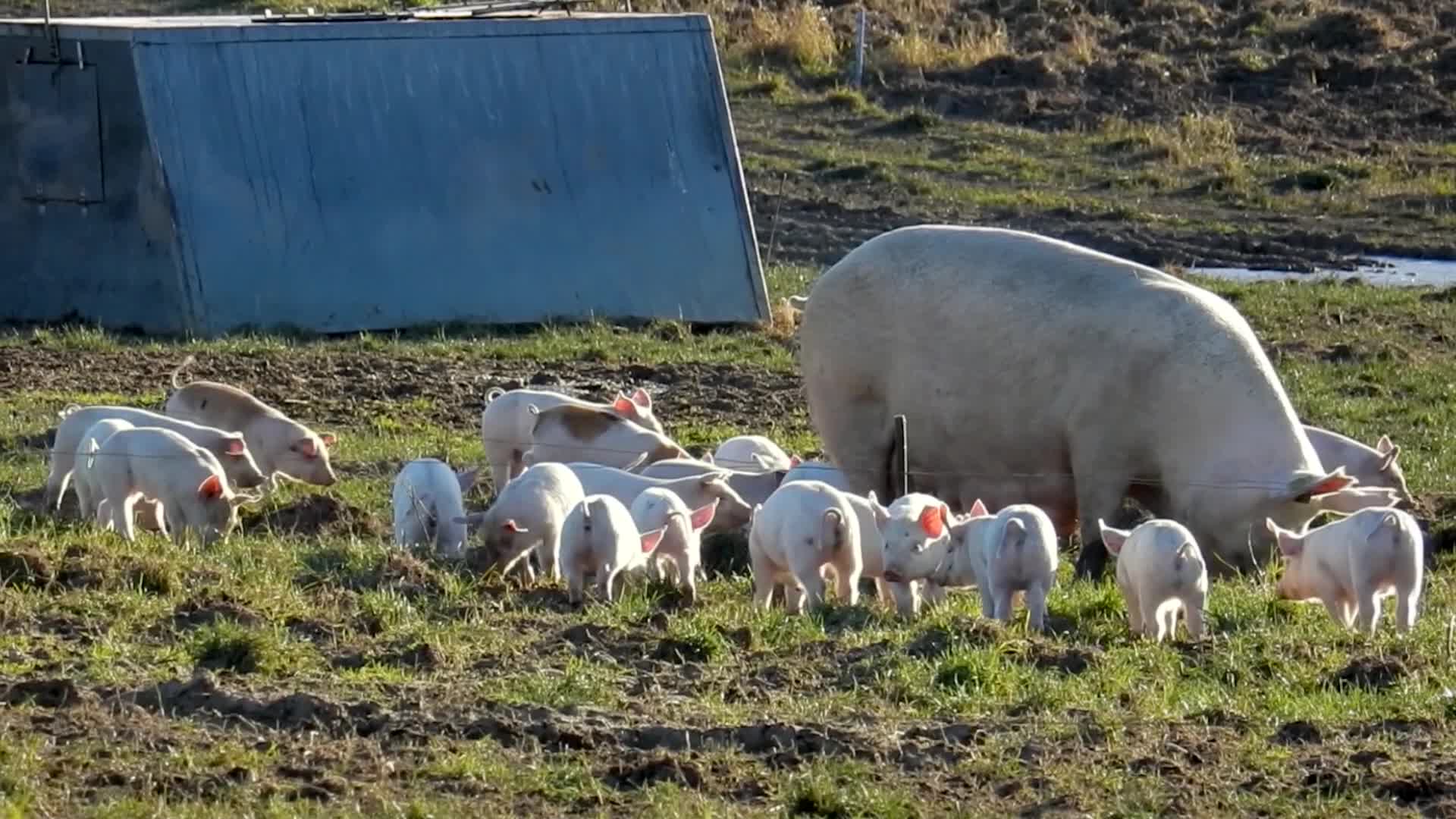 猪群小猪仔肉猪吃草养猪场视频视频的预览图