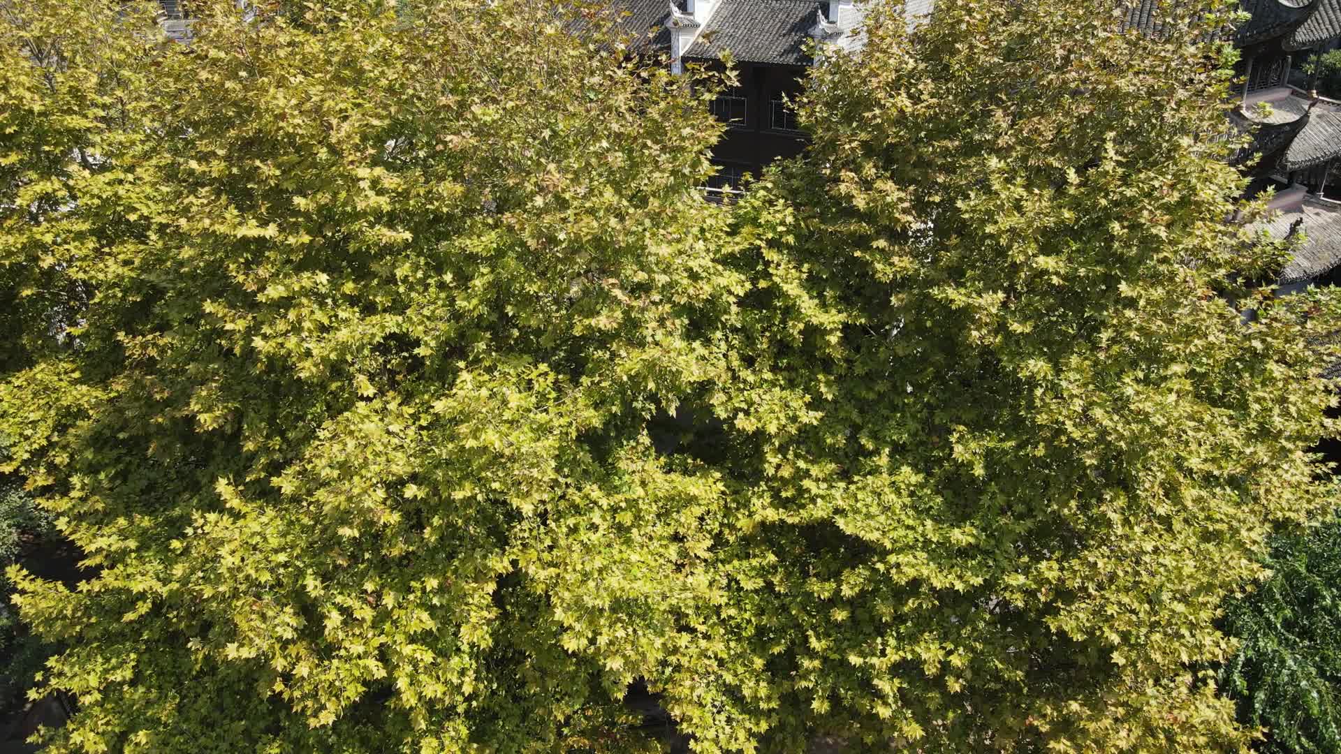 秋天枯黄枫叶植物视频的预览图