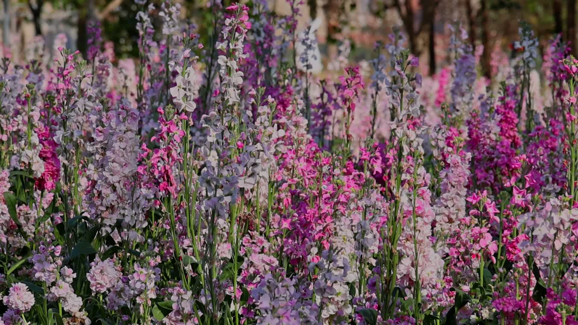 春天盛开的紫罗兰视频的预览图