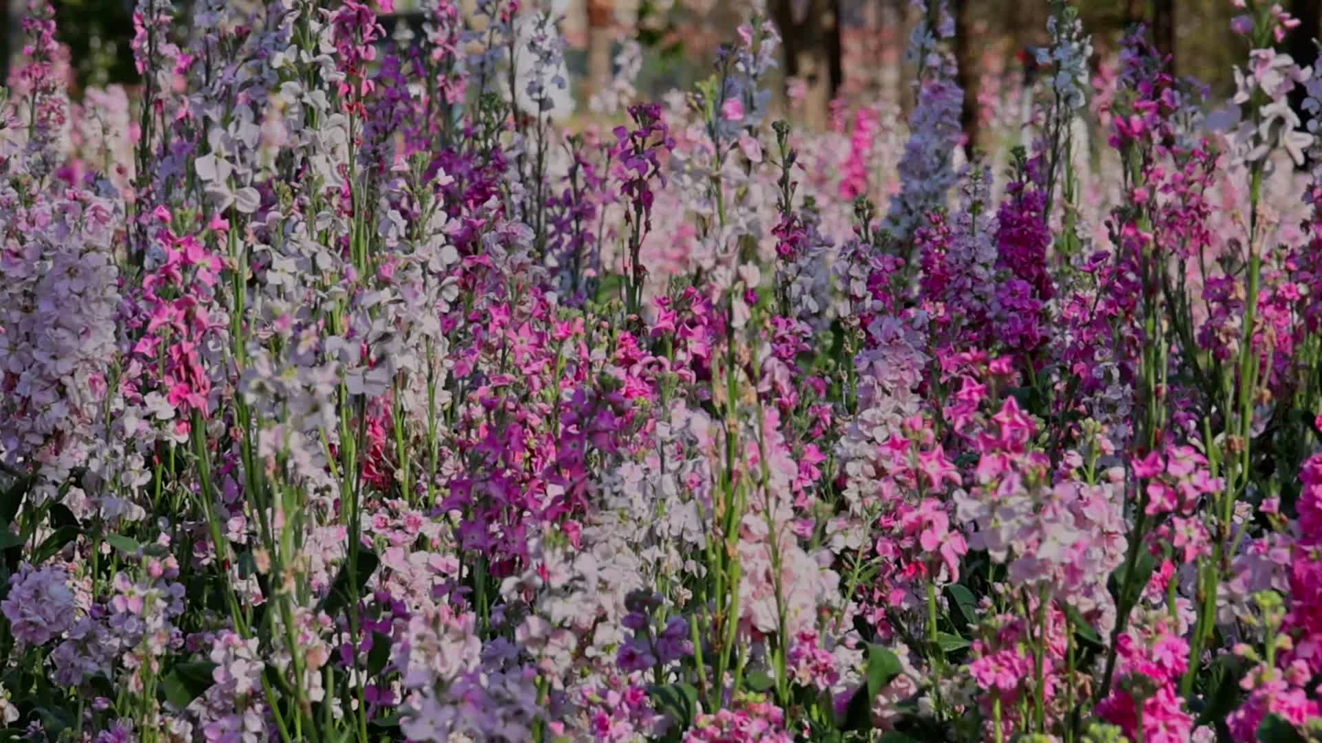 春天盛开的紫罗兰视频的预览图