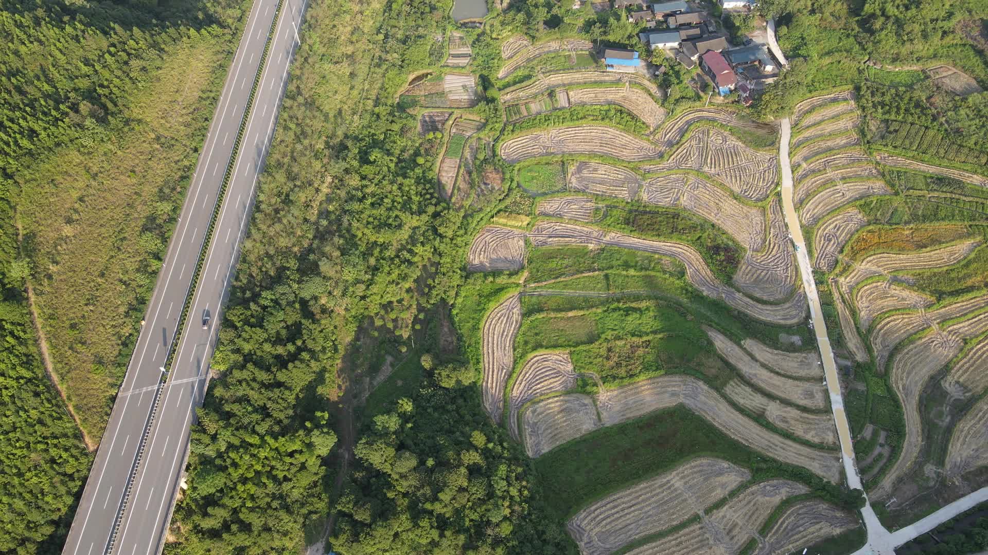 航拍秋收后的稻田视频的预览图