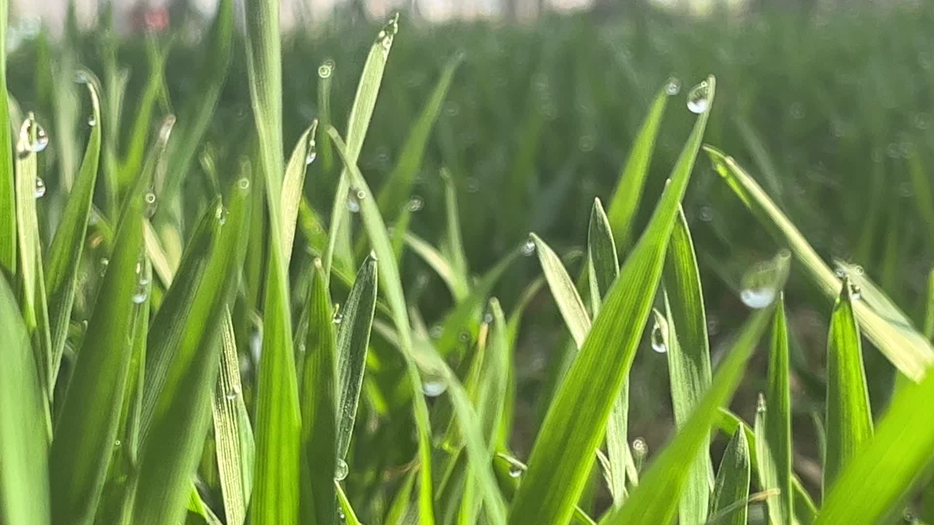 麦苗植物上的露水视频的预览图