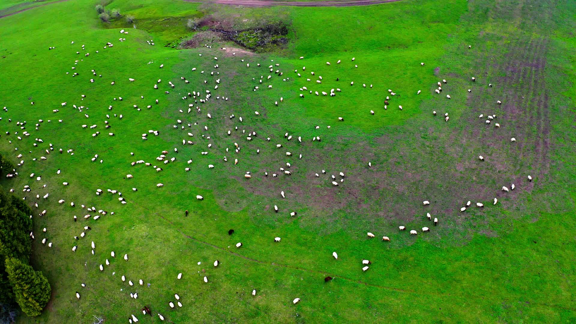 高山草甸上的羊群视频的预览图