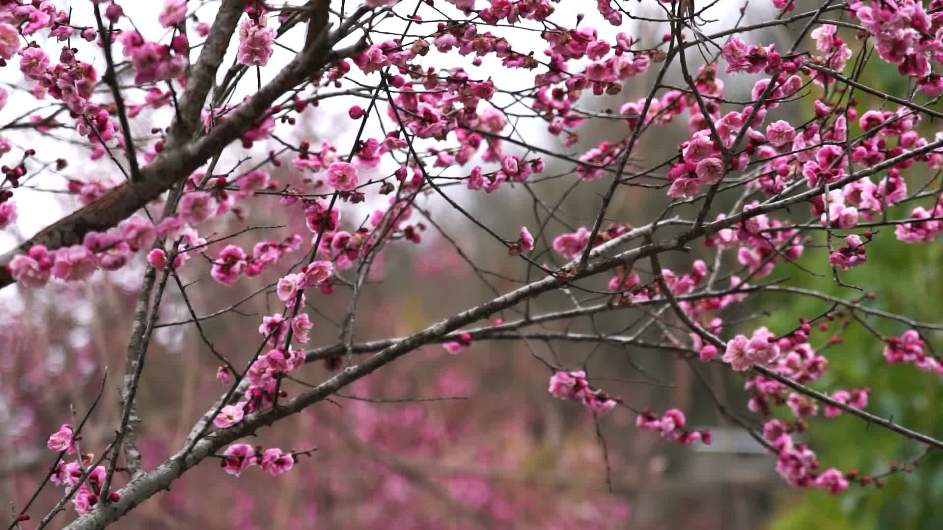 4K梅花盛开春季花卉实拍视频视频的预览图