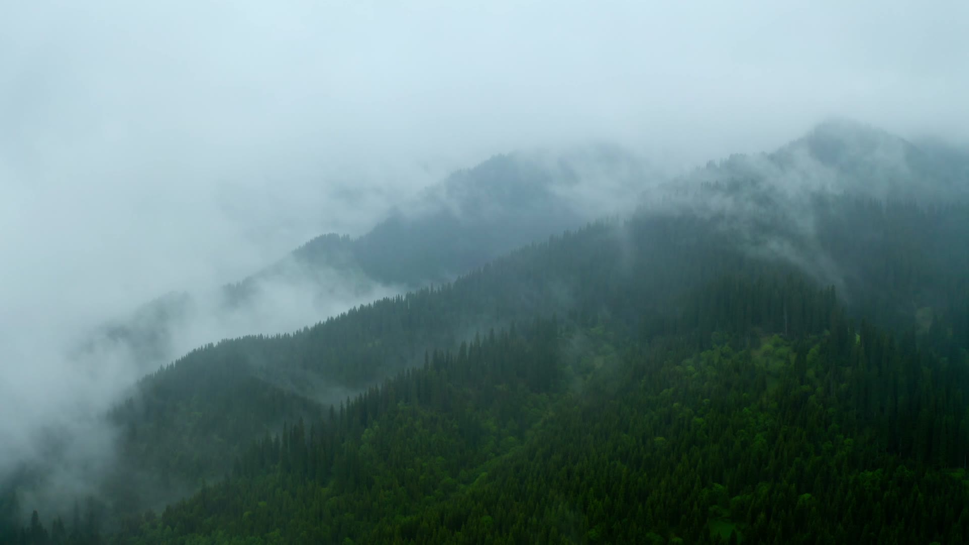 雾气蒸腾的高山森林视频的预览图