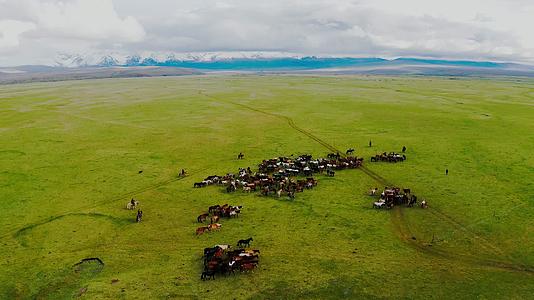 新疆巴音布鲁克草原马场视频的预览图