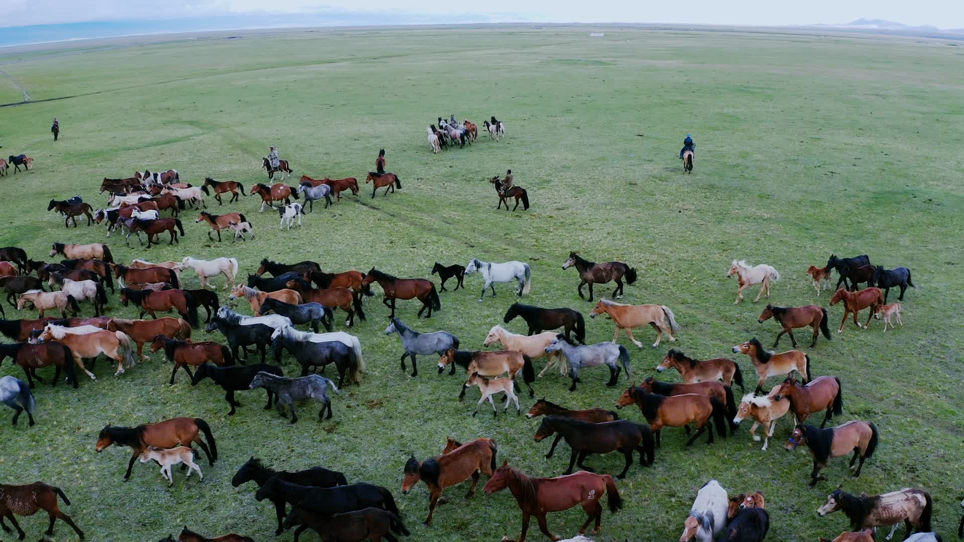 新疆巴音布鲁克草原马场视频的预览图