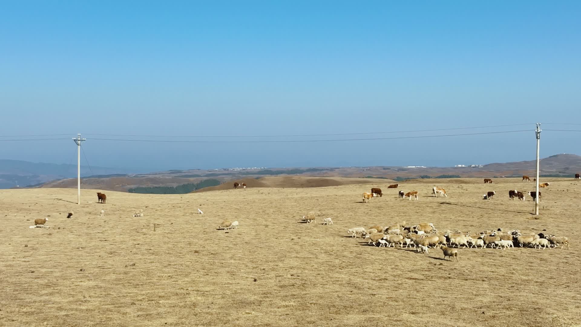 4K航拍云南大山包牛羊群奔跑视频的预览图