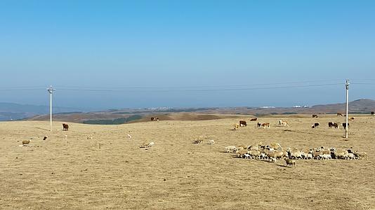 4K航拍云南大山包牛羊群奔跑视频的预览图