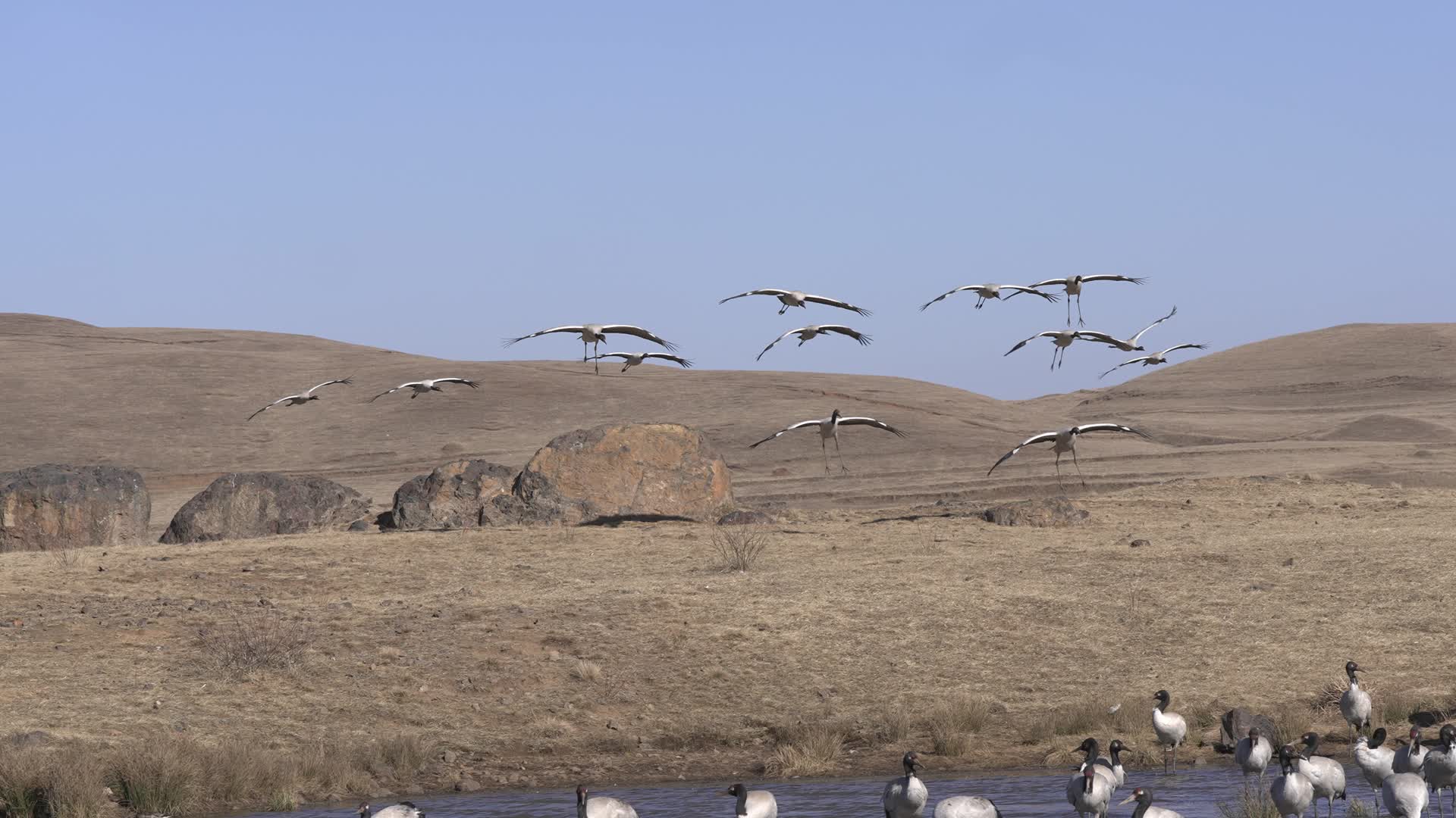 4K拍摄云南大山包黑颈鹤着陆视频的预览图