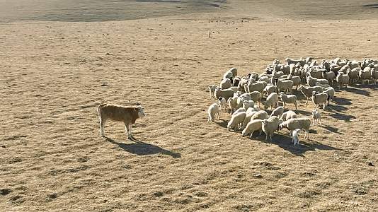 4K航拍云南大山包牛羊群S视频的预览图