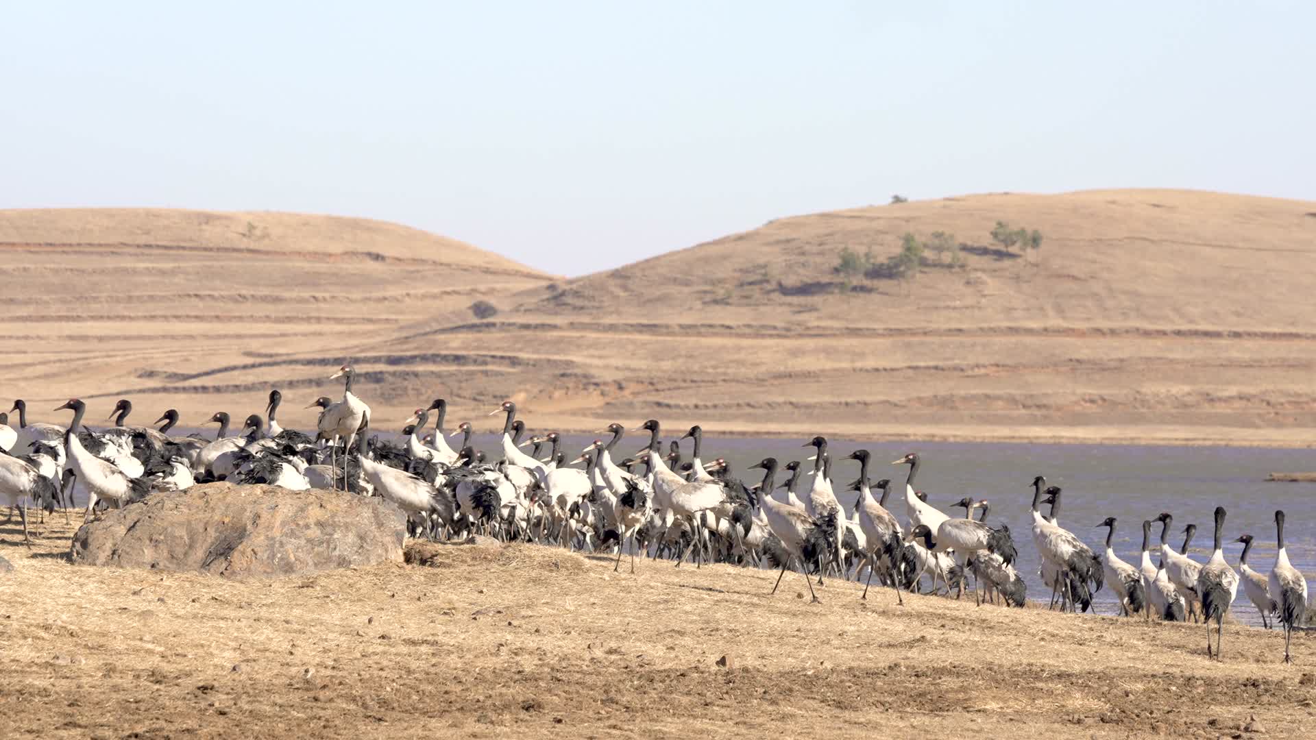 4K拍摄云南大山包黑颈鹤进食与打斗视频的预览图