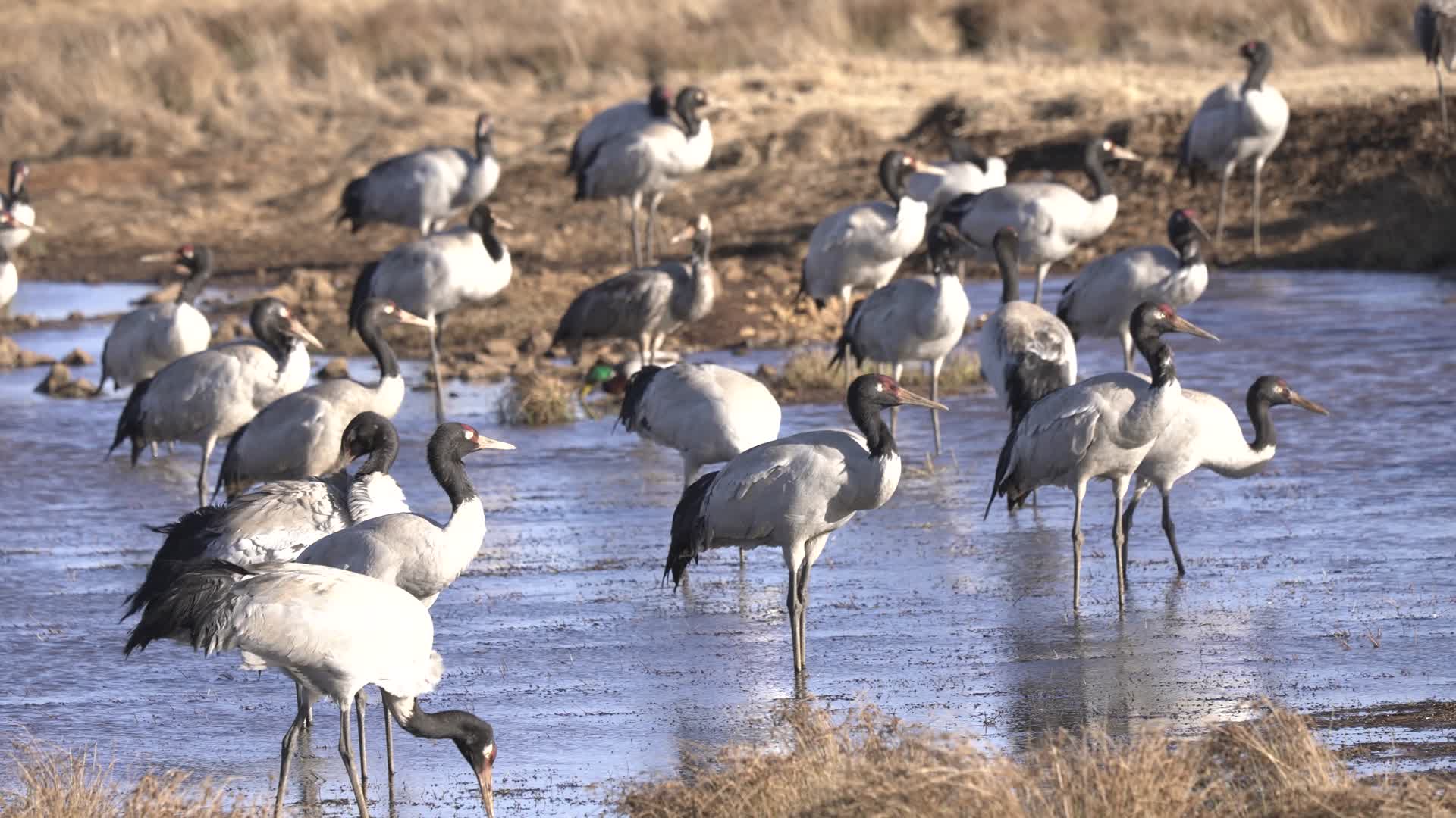 4K航拍云南大山包湖边的黑颈鹤群视频的预览图