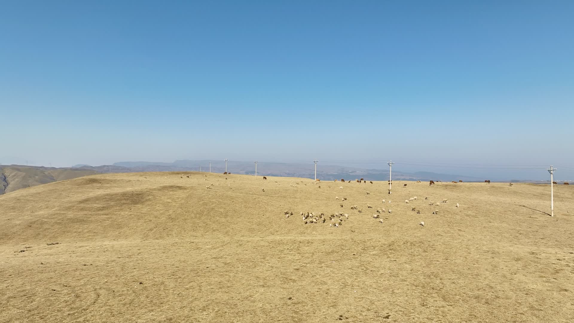 4K航拍云南大山包牛羊S视频的预览图