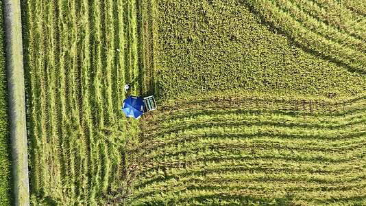 农业农田稻田丰收收获收割水稻机械化收割视频的预览图