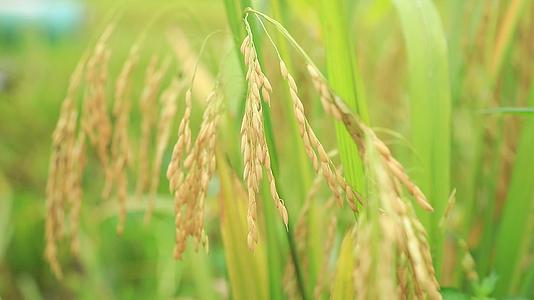 特写水稻成熟丰收喜悦稻田农田视频的预览图