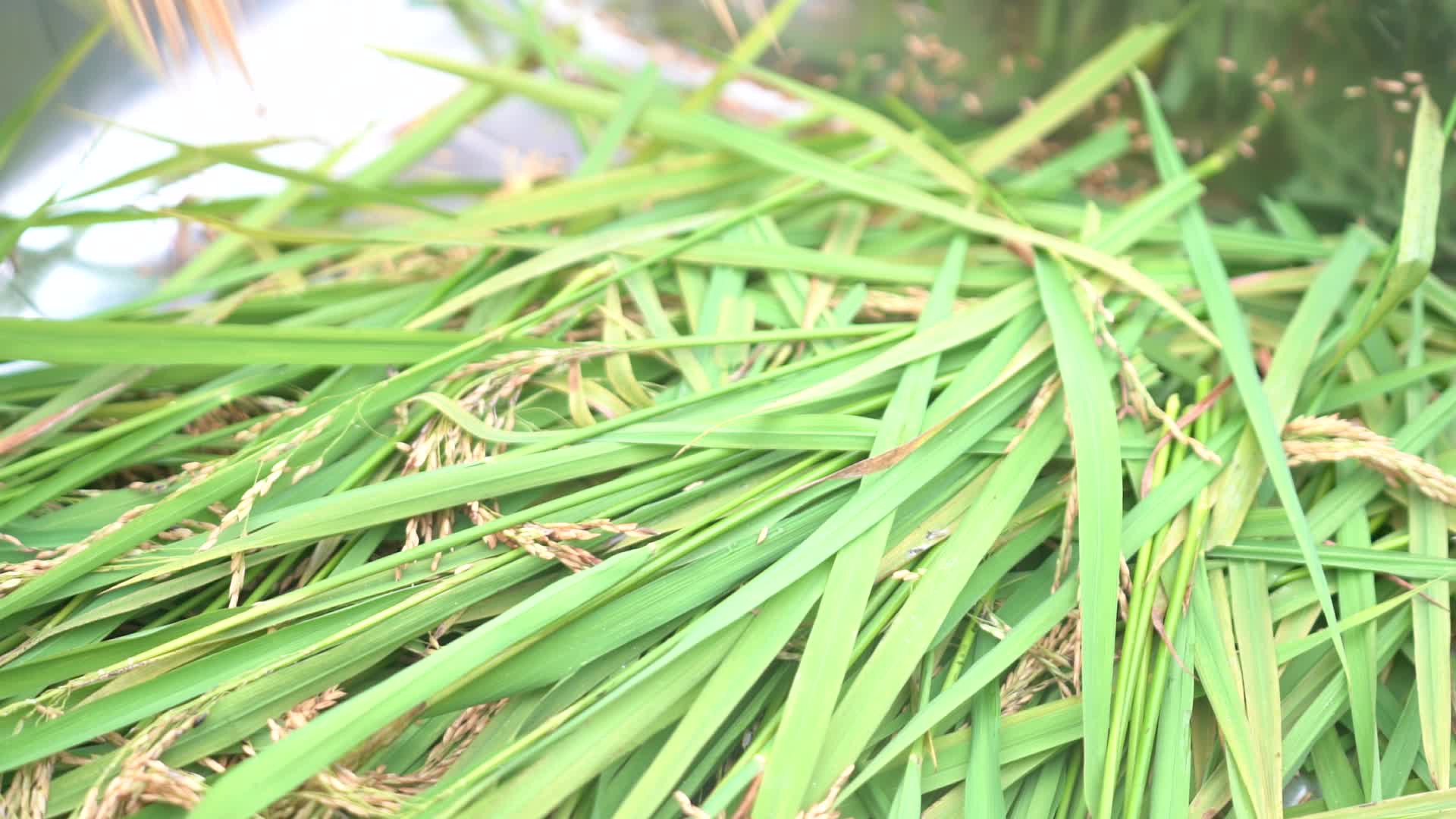水稻丰收特写水稻成熟丰收喜悦稻田农田视频的预览图