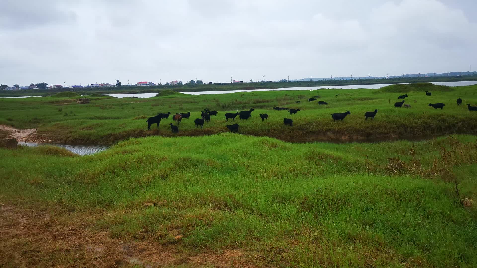 草原牛羊养殖动物视频的预览图