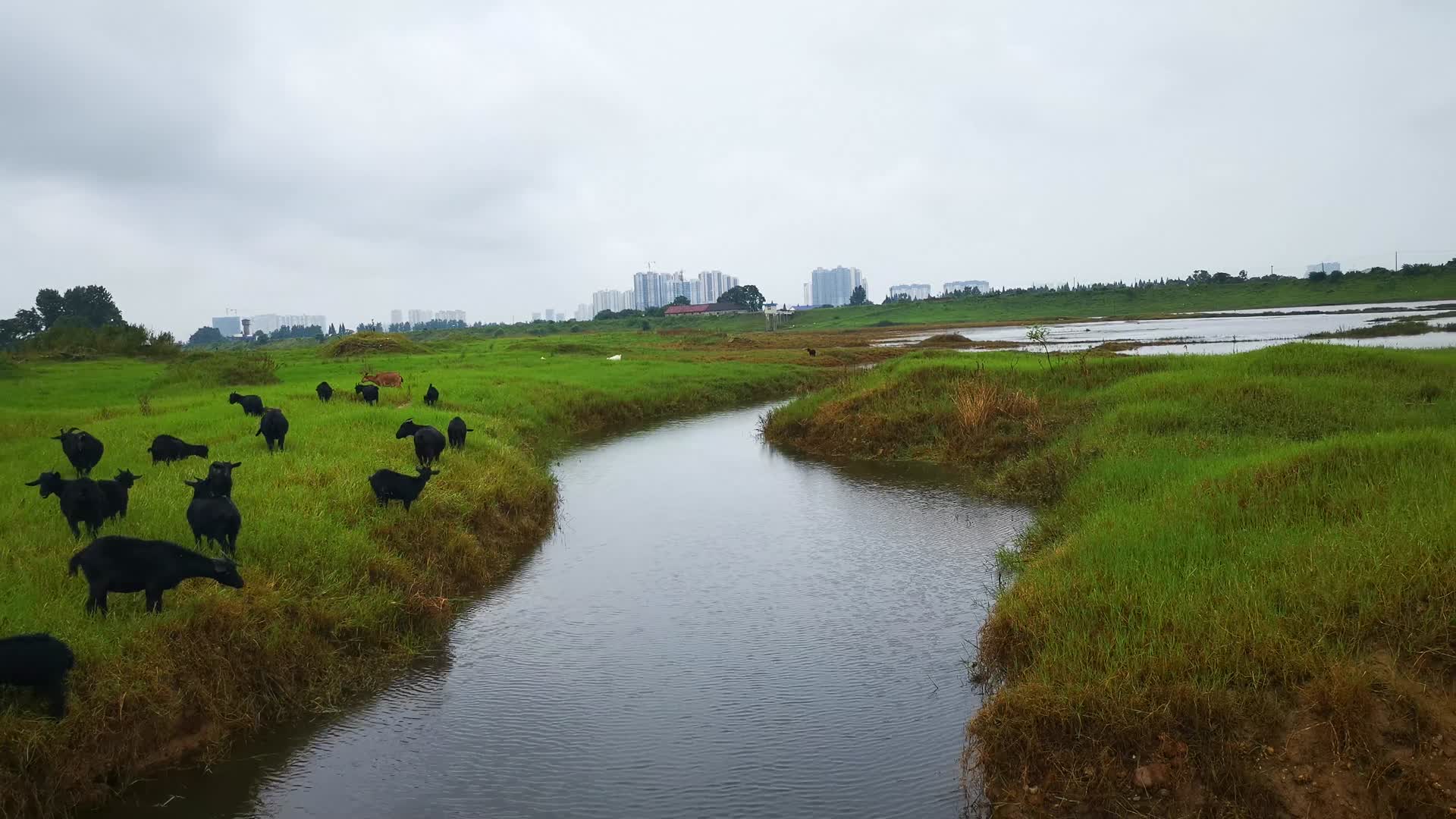 草原牛羊养殖动物视频的预览图