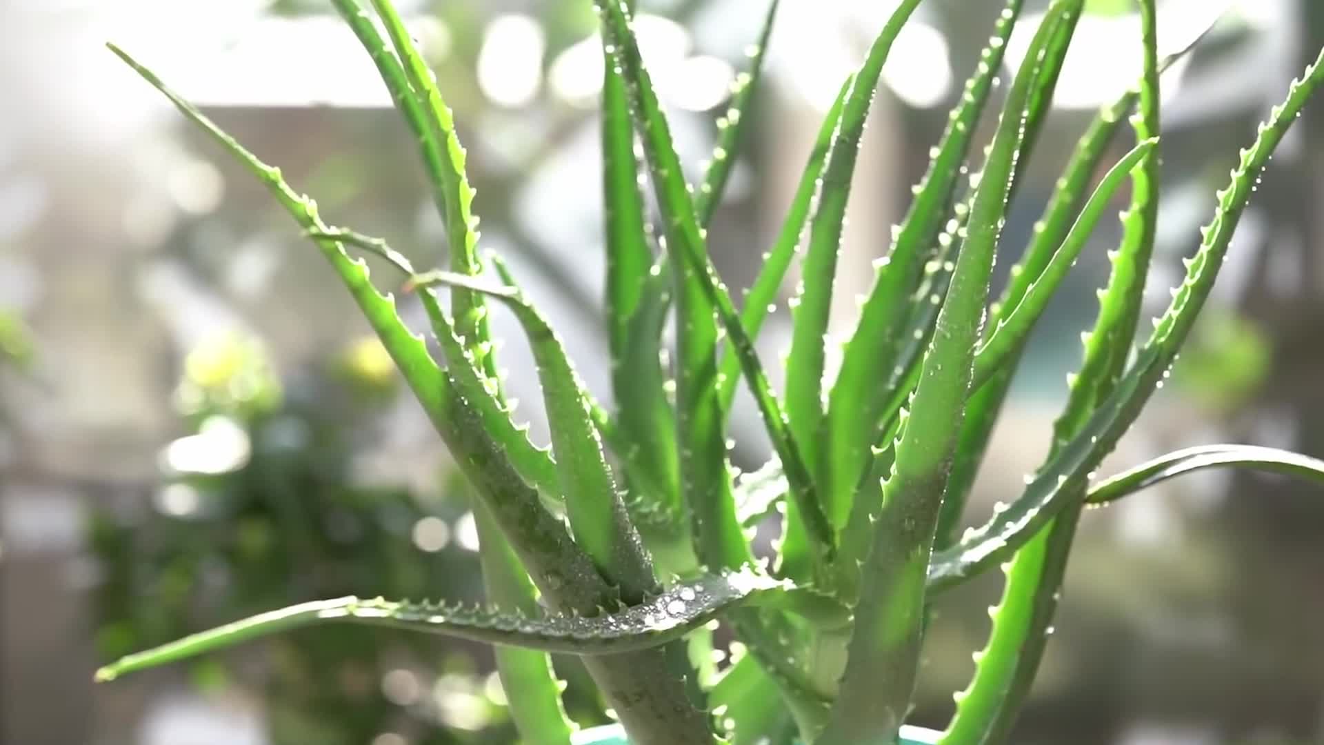 芦荟植物精华护肤芦荟胶种植视频视频的预览图
