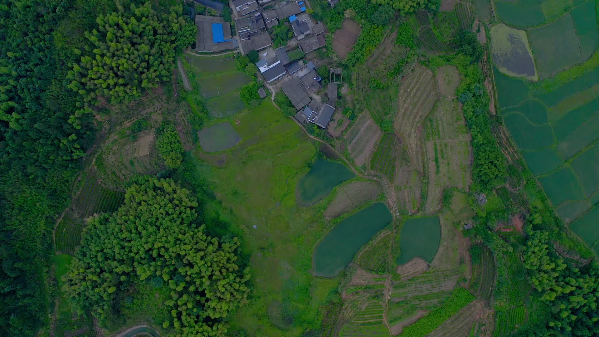 航拍绿色的稻田视频的预览图