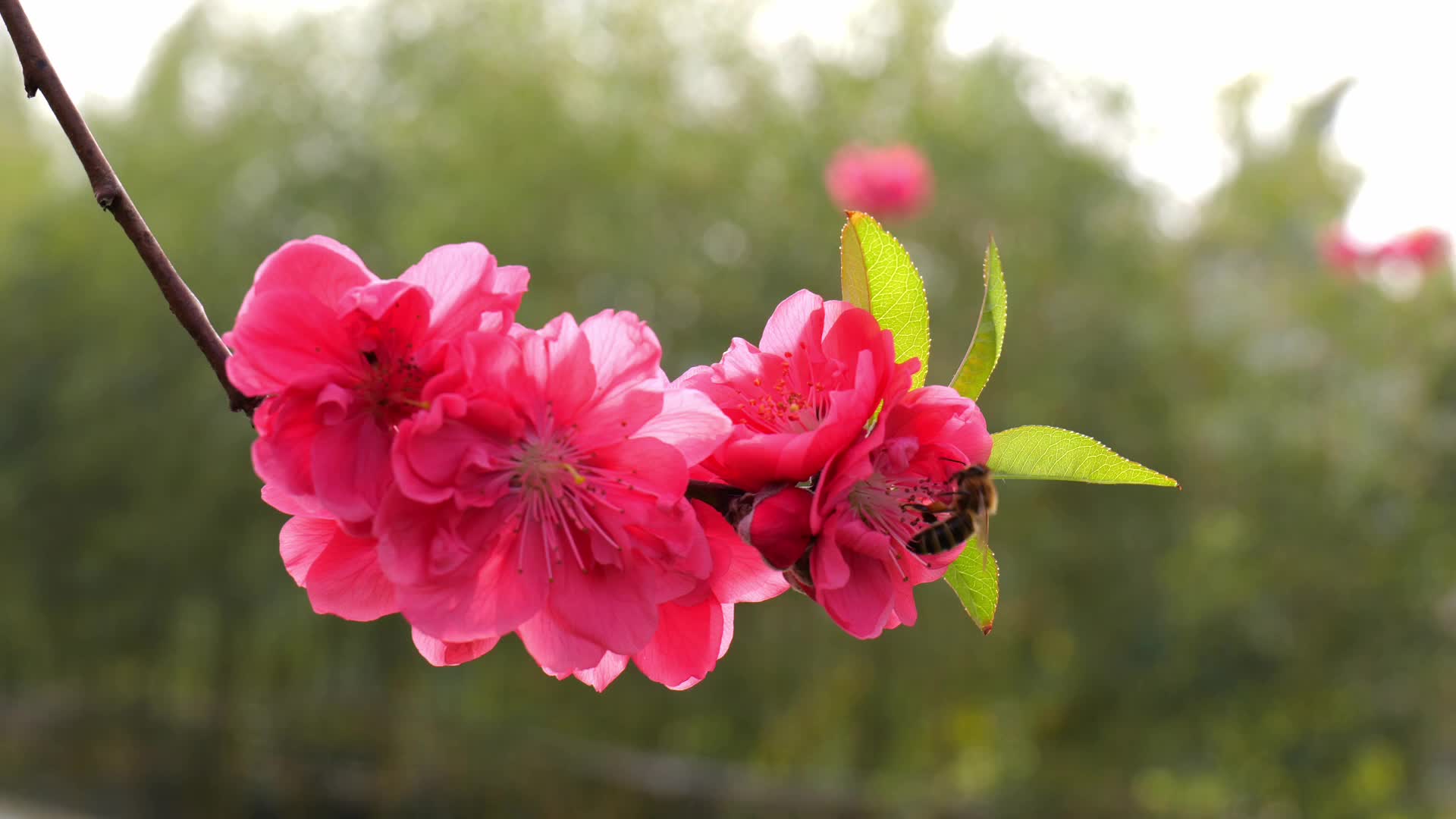 桃花蜜蜂视频的预览图
