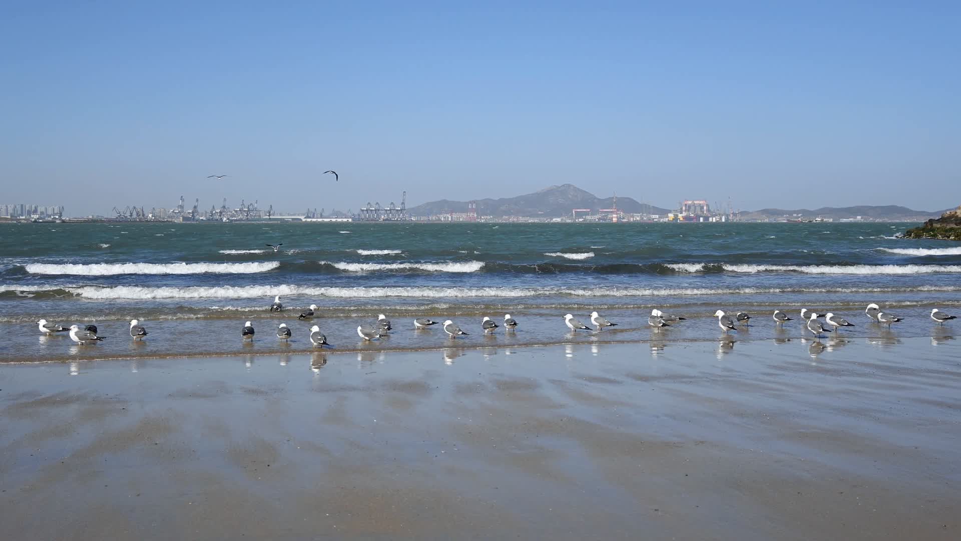 4K蓝天大海沙滩海鸥飞翔生态保护视频的预览图