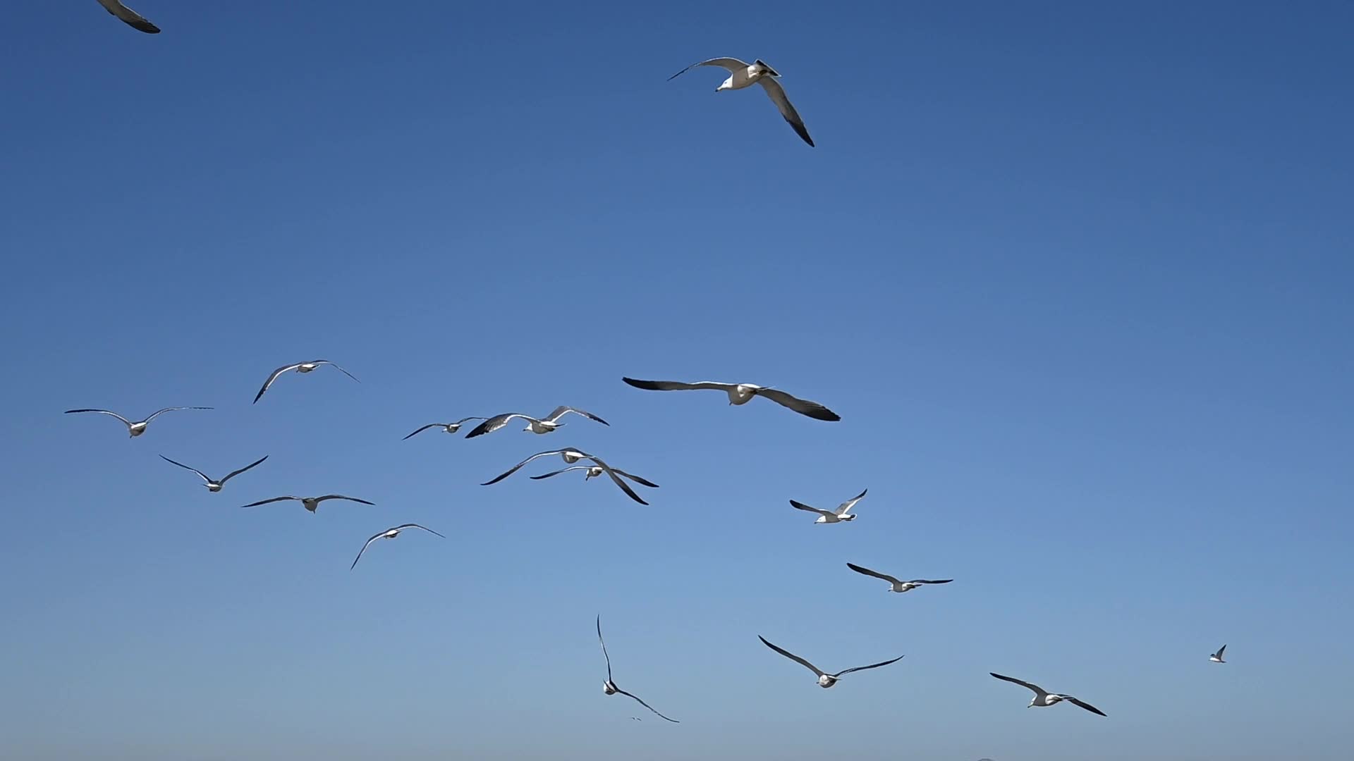 蓝天大海沙滩海鸥飞翔慢动作生态保护视频的预览图