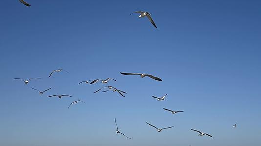 蓝天大海沙滩海鸥飞翔慢动作生态保护视频的预览图