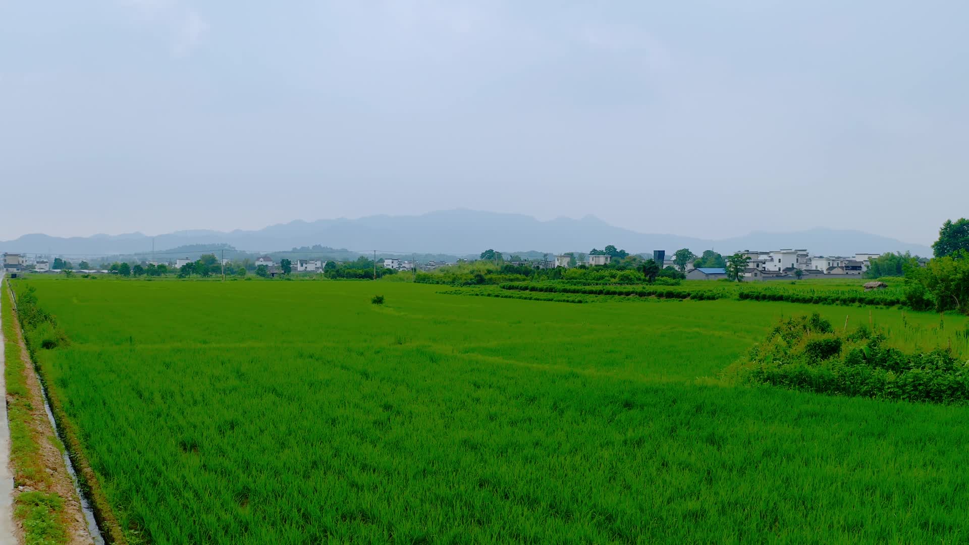 大片的稻田视频的预览图