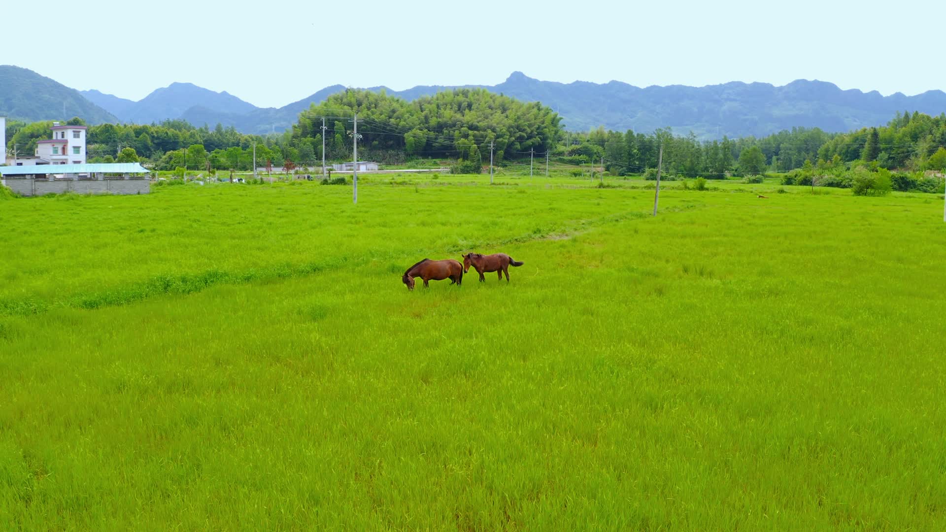 徽州乡村的稻田视频的预览图