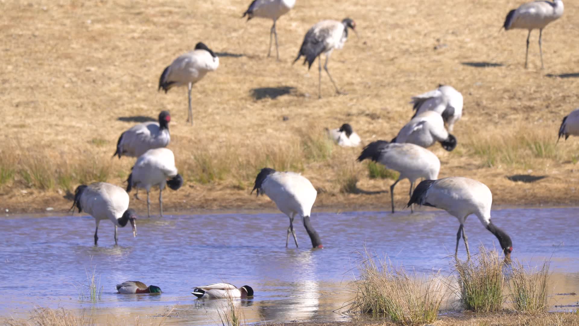 4K拍摄云南大山包湖边的黑颈鹤视频的预览图