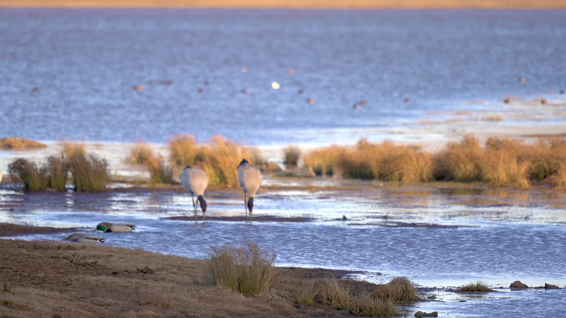 4K航拍云南大山包夕阳下的黑颈鹤视频的预览图