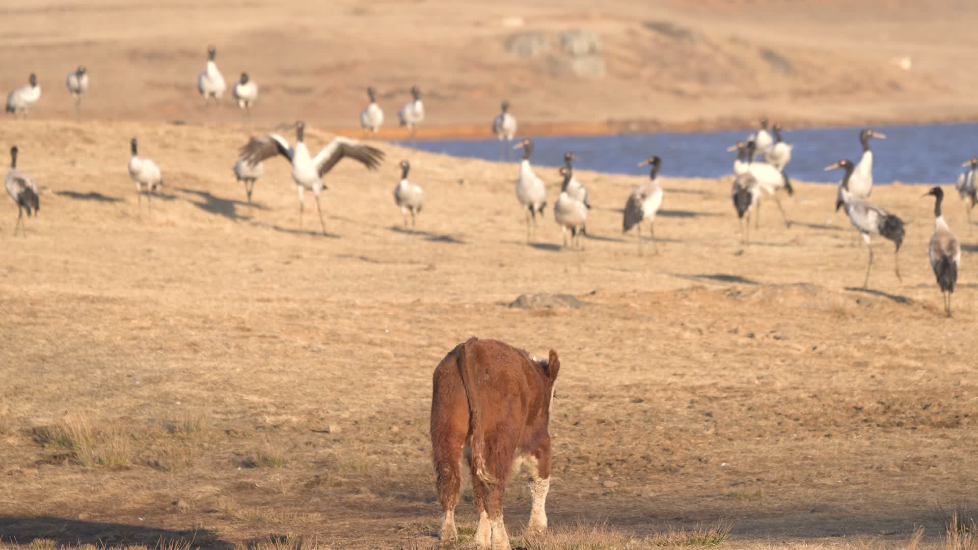 4K航拍云南大山包的黄牛视频的预览图