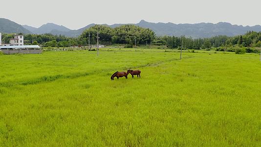 徽州乡村的稻田视频的预览图