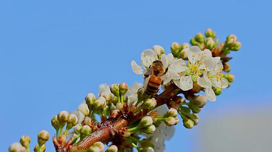 春天李花蜜蜂采蜜视频的预览图