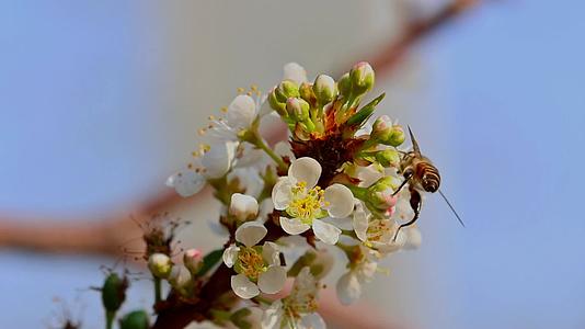 春天李花蜜蜂采蜜视频的预览图