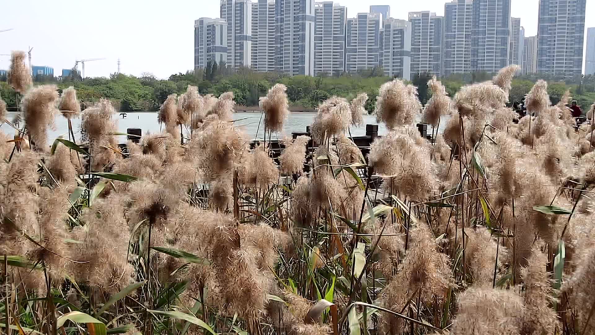 湿地公园风中芦苇慢镜头合集视频的预览图