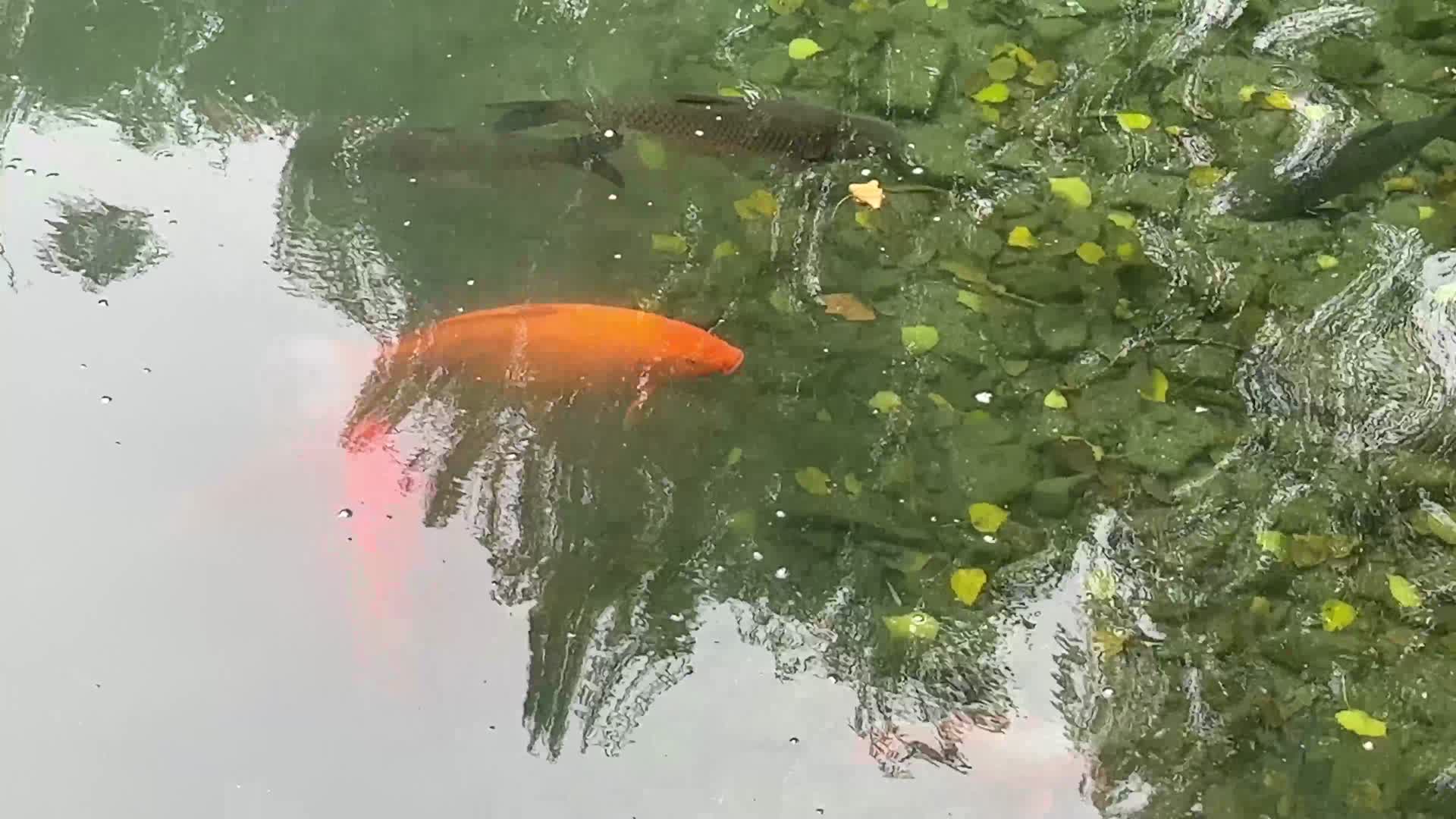 趵突泉清澈泉水下锦鲤鲤鱼金鱼水池视频的预览图