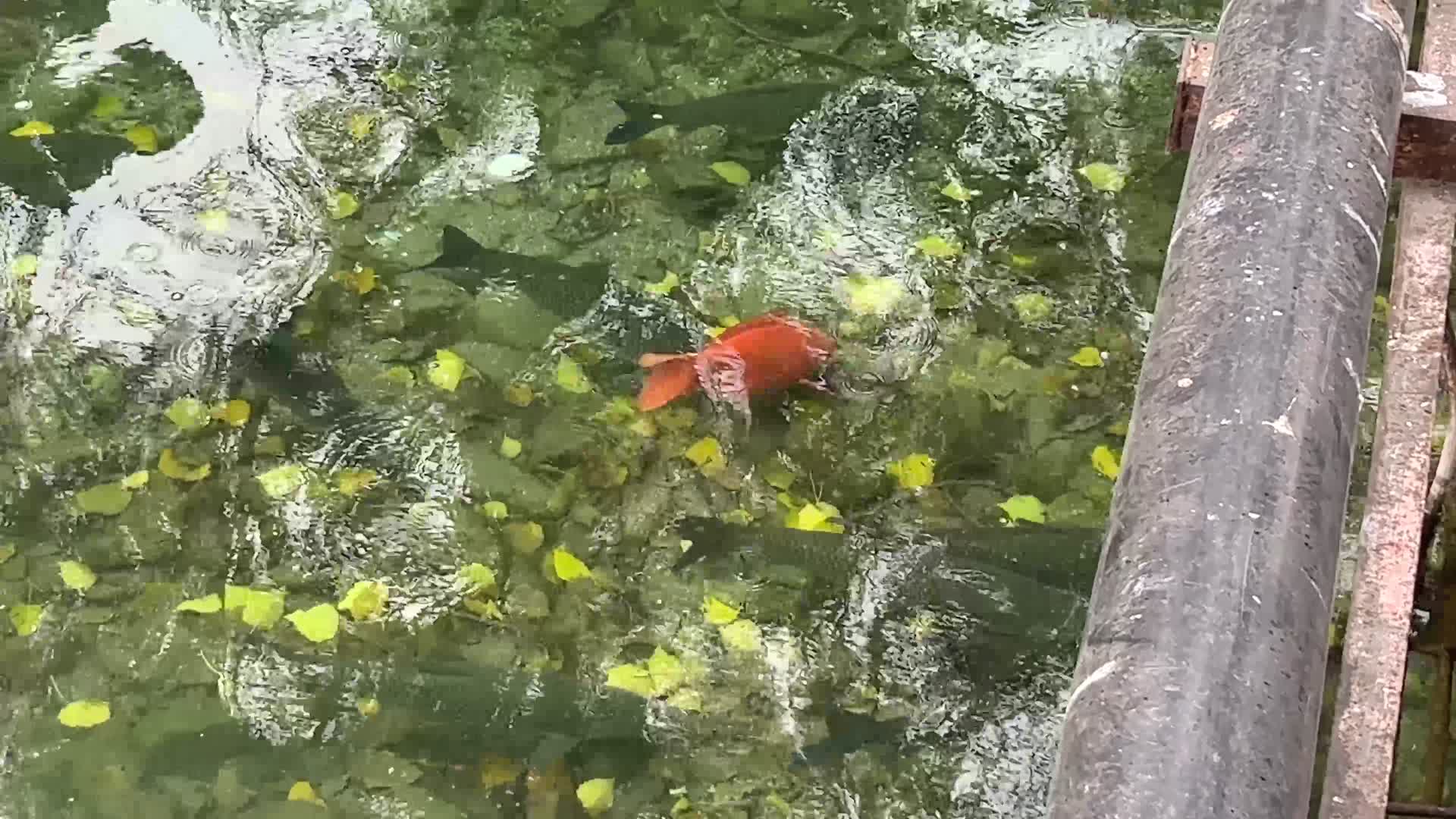 趵突泉清澈泉水下锦鲤鲤鱼金鱼水池视频的预览图