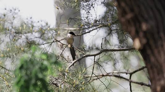 小鸟跳跃飞行燕子树木树干树枝造型园艺公园视频的预览图