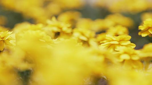 花朵花簇花瓣花头植物日光自然陆地景观设计视频的预览图