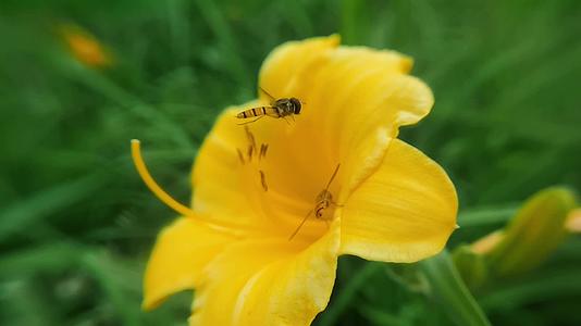 蜜蜂采蜜升格慢镜头花丛花簇自然美花头黄色昆虫微观采蜜蜜蜂自然花瓣植物视频的预览图