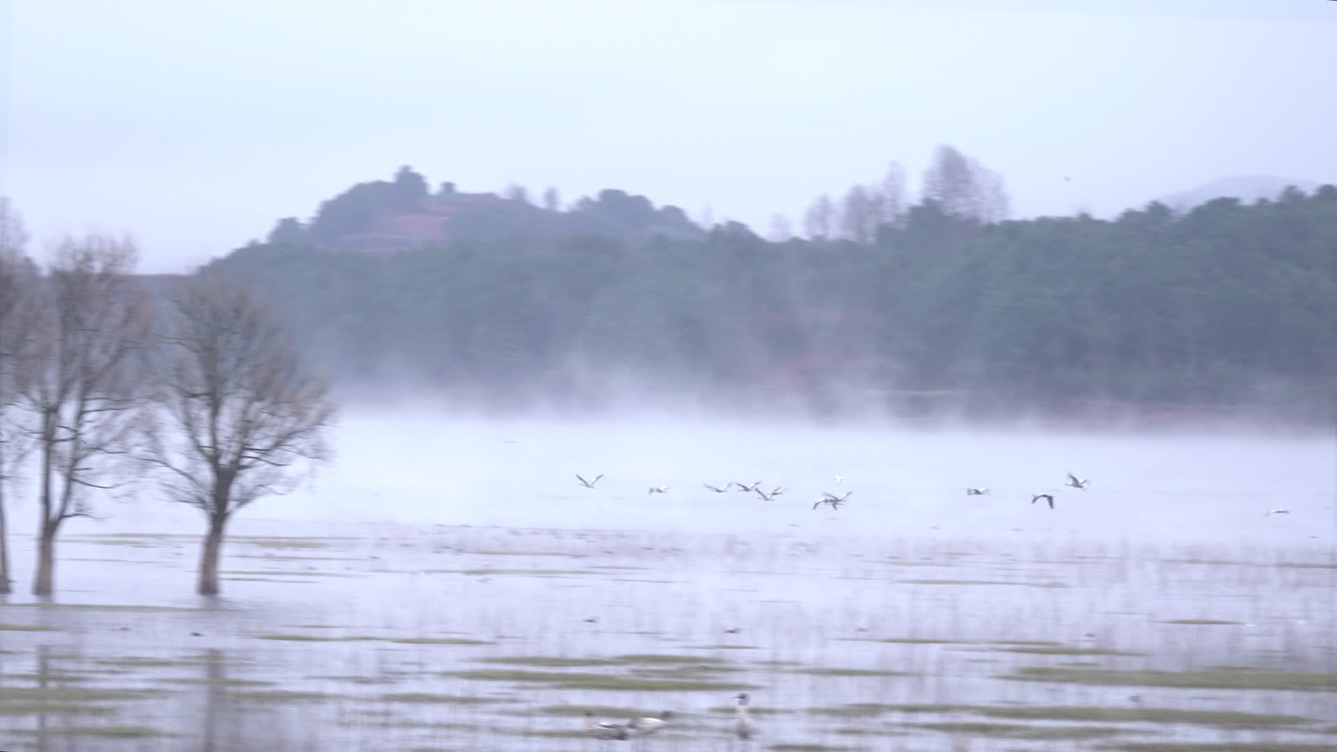 4K拍摄云南念湖水墨画黑颈鹤翱翔视频的预览图