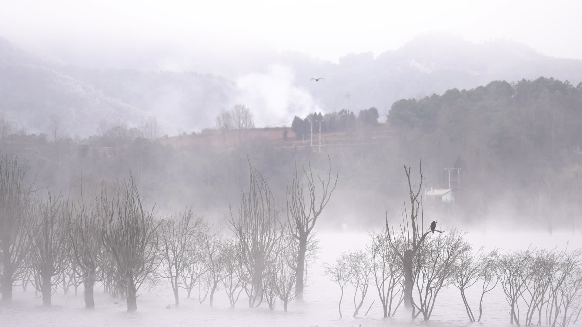 4K拍摄云南念湖斑头雁视频的预览图