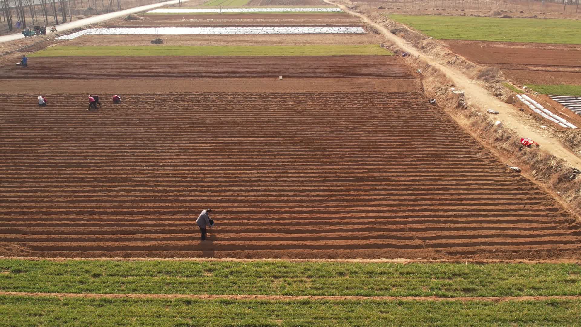 农民种植航拍机械化土豆马铃薯视频的预览图