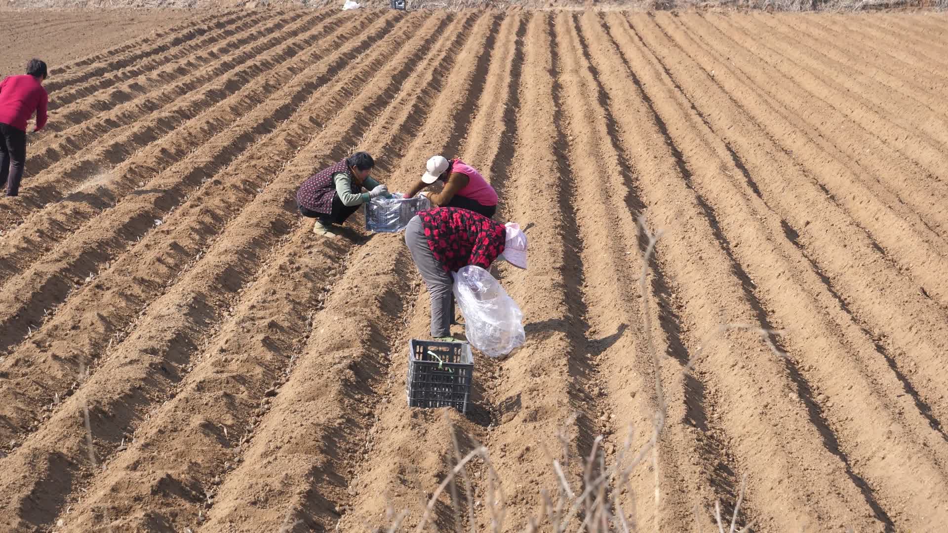 农民种植航拍机械化土豆马铃薯视频的预览图